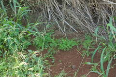 Urochloa plantaginea