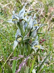 Chloraea magellanica