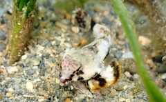 Synchiropus ocellatus