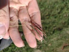 Bothriochloa pertusa