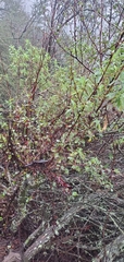 Cercocarpus betuloides