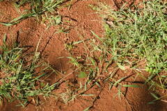 Eragrostis barrelieri