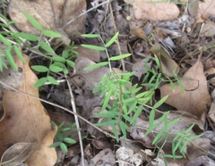 Vicia ludoviciana