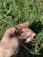 Eragrostis tenuifolia
