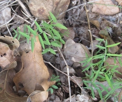 Vicia ludoviciana