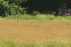 Bothriochloa pertusa