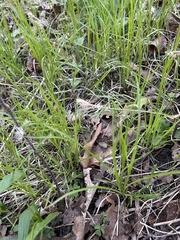 Carex pensylvanica