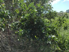 Schinus terebinthifolia