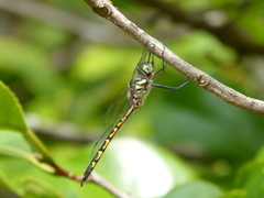 Hemicordulia australiae