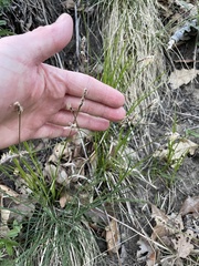 Carex pensylvanica