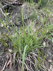 Carex pensylvanica