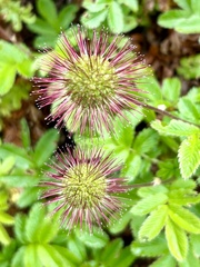 Acaena ovalifolia