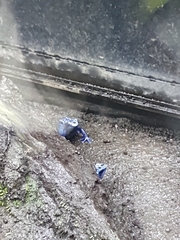 Dendrobates tinctorius