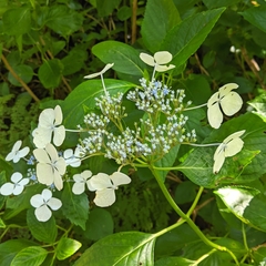 Hydrangeaceae