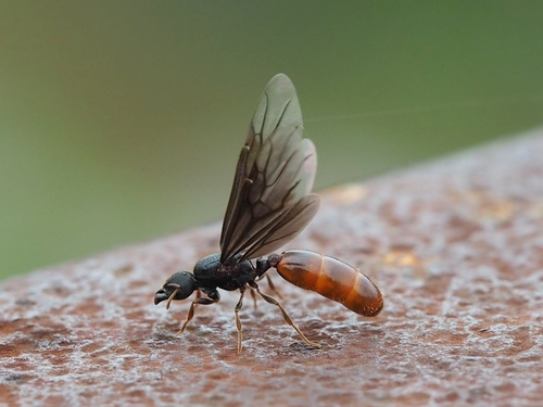 Carebara longii