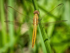 Crocothemis nigrifrons