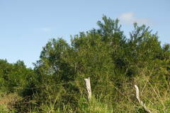 Acacia confusa