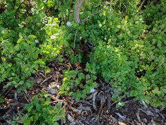 Asystasia gangetica