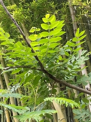 Juglans ailantifolia