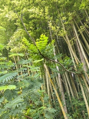 Juglans ailantifolia