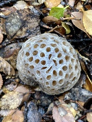 Cyttaria hariotii