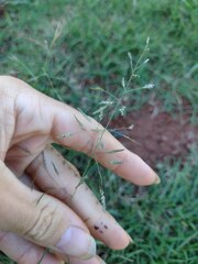 Eragrostis tenuifolia