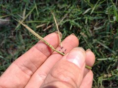 Dichanthium annulatum annulatum