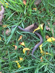 Atractus crassicaudatus