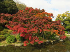Acer palmatum