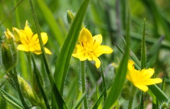 Hypoxis hemerocallidea