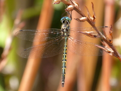 Hemicordulia australiae