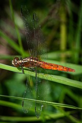 Rhodothemis lieftincki