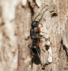 Polyrhachis femorata