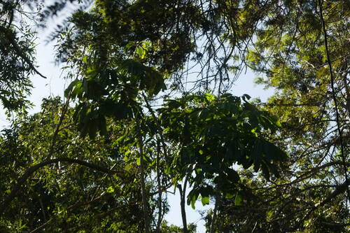 Heptapleurum actinophyllum observed 2022-12-27