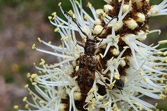 Pempsamacra dispersa