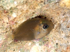 Acanthuridae