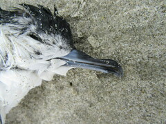 Puffinus assimilis