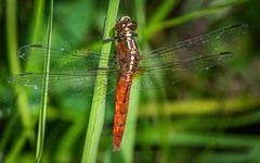Rhodothemis lieftincki