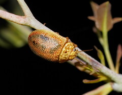 Paropsis atomaria