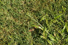 Urochloa plantaginea