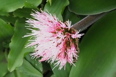 Haemanthus humilis hirsutus