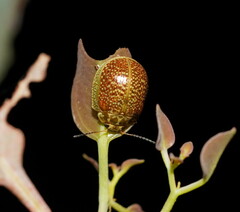 Paropsisterna cloelia