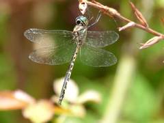 Hemicordulia australiae