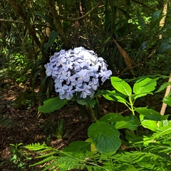 Hydrangea macrophylla