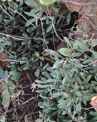 Adromischus umbraticola