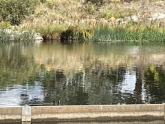 Gallinula tenebrosa tenebrosa