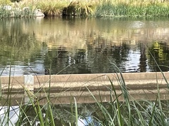 Gallinula tenebrosa tenebrosa