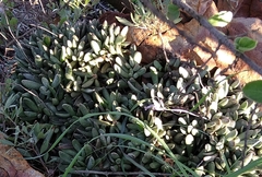 Adromischus umbraticola