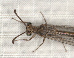 Myrmeleon obscurus