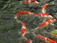 Cyprinus rubrofuscus